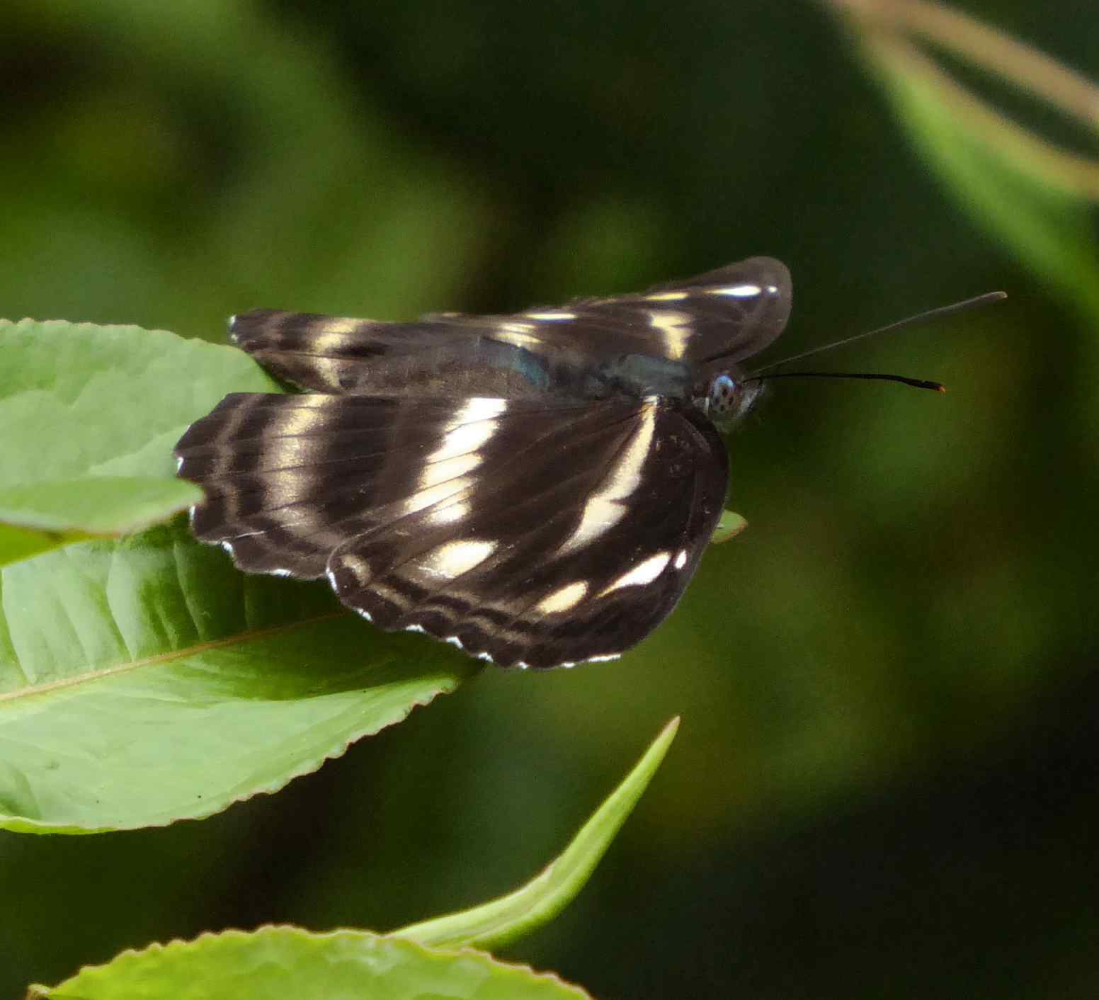 Neptis taiwana Neptis taiwana
